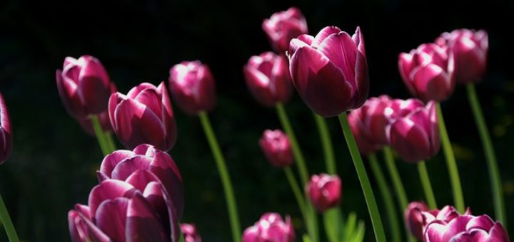 tulipany warszawa