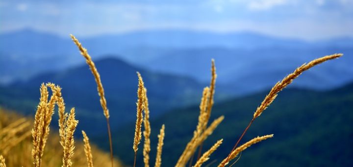 amigo.bieszczady.pl