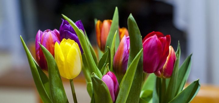 tulipany z dowozem